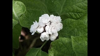 Amazing and Most Beautiful Clerodendrum Philippinum Flowers [upl. by Ytirahc]