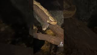 A Green anaconda cobra boa amp rat snake walk into a bar reptiles love viralvideo vlog [upl. by Skinner]