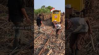 Lokomotif Kecil Masuk ke Ladang Tebu‼️ [upl. by Jerad]