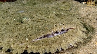 Wild Goosefish Chase  JONATHAN BIRDS BLUE WORLD [upl. by Bonilla]