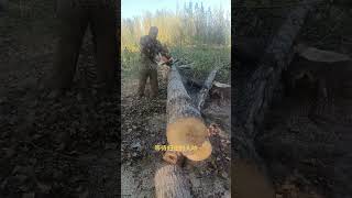 Recording my journey to rural areaschainsaws hardware tools viralvideo foryou [upl. by Ennaharas]