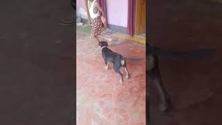 Road weiler dogdogdoglover shorts rotweilerlove youtubeshorts vira trending song bollywood [upl. by Ylim319]