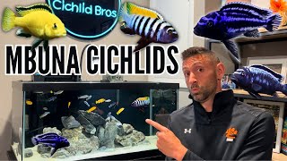 How to Keep Mbuna Cichlids  Care Guide amp Species Profile [upl. by Abbey]