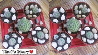 How to Plant and Propagate Fish Hook Cactus [upl. by Islean]