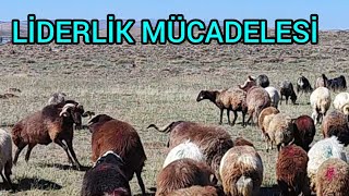 DUMANIN ZEHÄ°RLENMESÄ° HAKKINDAKOÃ‡LARIN LÄ°DERLÄ°K MÃœCADELESÄ° [upl. by Yllitnahc99]