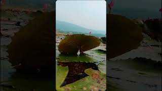 subscribe like travel sylhet nature [upl. by Hguh]