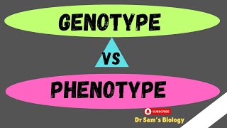 Genotype vs Phenotype Genetics Dr Sams Biology [upl. by Orecul]