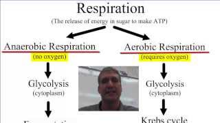 Anaerobic vs Aerobic Respiration [upl. by Thain]