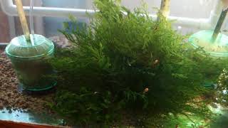 Select Aquatics Presents  P velifera and Initial Tank Setup [upl. by Nrubliw]