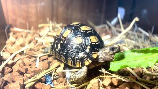 Handfeeding the Leopard Pardalis Tortoise Where The Bond Grows [upl. by Jolyn341]