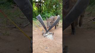 Creative boar Trap  Minute Experiment boar Trap Make From Two knives animals shorts wildanimal [upl. by Chiquita]