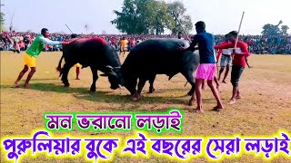 পুরুলিয়ার বুকে প্রথমবার এরকম কাড়ার খেলা  kara larai purulia 2024  karalorai puruliakaralorai [upl. by Ovida]