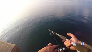 Tarpon rolling Okaloosa Island Pier [upl. by Tevis]