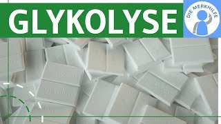 Glykolyse einfach erklärt  Ablauf Phasen Eigenschaften  Stoffwechsel amp Stoffabbau  Zellatmung [upl. by Chaffee965]