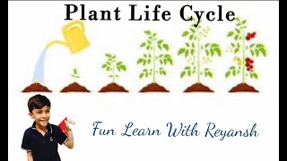 Plant Life Cycle  How does a plant grow When do we see flowers and fruits [upl. by Fayth]