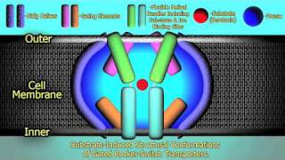 The Mechanism of Prozac  HD [upl. by Bergin]