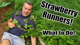 Never Buy Strawberry Plants Again [upl. by Strong]