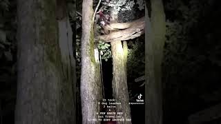 JJ Lawhorn Rescues Dog  Climbed 30ft Up a Tree [upl. by Barclay515]