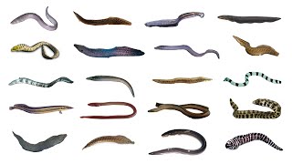 Types of Eels  20 Different Types of Eels eels fish fishspecies [upl. by Nedap]