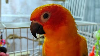 Sun Conure Head Bobbing [upl. by Irual]