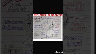 Structure of bacteria vickysharma333jivanu ki sanrachna🦠🦠🦠🦠🦠 class 9 biology jivanu ki sanrachna [upl. by Helgeson]