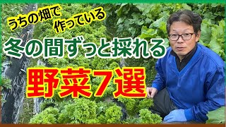 うちの野菜で冬の間ずっと採れる野菜7選 家庭菜園 葉物野菜 冬野菜 [upl. by Lahcym]