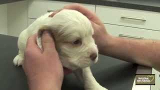 Puppy Health Check [upl. by Fulvia]