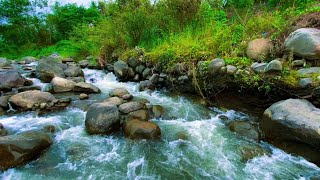 Nature’s Forest River and Birds for Complete Relaxation Healing Sleep and StressFree Mind [upl. by Eolhc]