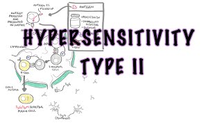 Hypersensitivity Type II Cytotoxic reaction  causes pathophysiology complement system [upl. by Ardyce]