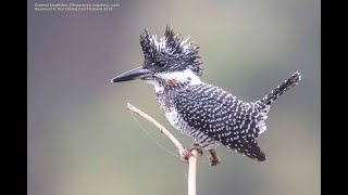 Crested kingfisher Megaceryle lugubris male  Doi Chiang Dao Thailand birds nature [upl. by Lougheed336]