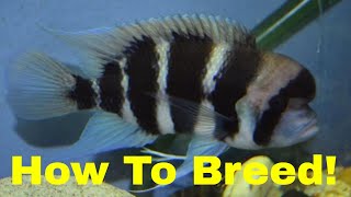 How to Breed Frontosa Cichlids [upl. by Giesser]