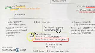 Microbiology 184 a Streptococcus Classification Bacteria Hemolysis Viridans pyogenes Lancefield [upl. by Ym13]