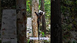 Geopark Araripe Em Barbalha Ceará barbalha ceara macaco trilha aventura yputubeshorts youtube [upl. by Eolcin]