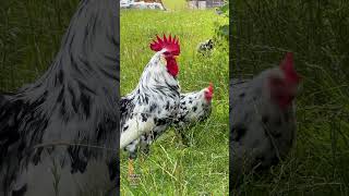 Beautiful EXCHEQUER LEGHORN rooster crowing exchequerleghorn leghornchicken rooster hühner [upl. by Alioz661]