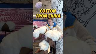 Incrdible cotton coming out of Xinjiang China China cotton urumqi xinjiang [upl. by Solange]