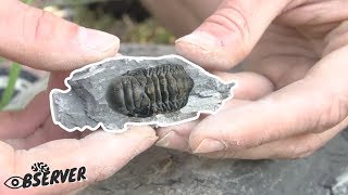 Fossil Collecting amp harvesting  Trilobites amp Brachiopods  Part 13 [upl. by Rostand]