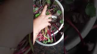 Khosla Saag Recipe  Khosla Saag  How to Make Saag Without Onion and Garlic short shortvideo [upl. by Dnomrej813]