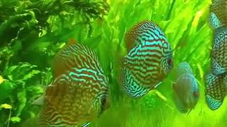 Discus fish care  How to care for discus fish [upl. by Blen]