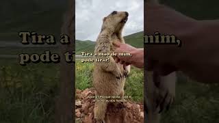 O meme da marmota gritando viralizou nas redes Mas como vivem esses roedores Veja a descrição [upl. by Nodle654]