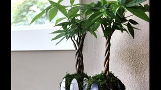 INDOOR Money Tree Bonsai [upl. by Johppa945]