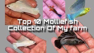 How to breed Mollies for profit  how to keep Mollie fish  mollyfish farm [upl. by Annerol322]