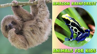 Amazon Rainforest Animals and Sounds  Educational Animal Video animalnames amazonanimals [upl. by Rozina]