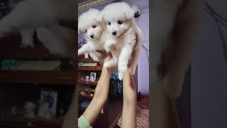 German Spitz for sale 😁 lucky dog kennel 🐶 Kolkata cute pets song puppy labrador dogs [upl. by Besse982]