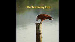 The brahminy kite [upl. by Letnom]