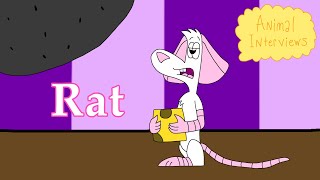 Animal Interviews Rat [upl. by Letsirc]