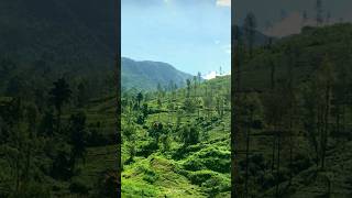 📍Maskeliya Sri Lanka 🇱🇰 travel foryou shortsfeed shortvideo shorts short [upl. by Notyad381]