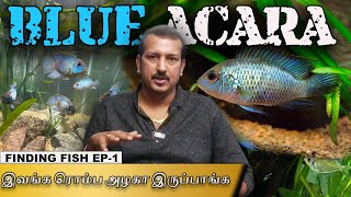 Cheapest and fantastic fish in aquarium hobby  BLUE ACARA FISH  Finding Fish EP1 [upl. by Alyce]