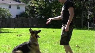 German Shepherd Learning to Fetch  Indy playing fetch [upl. by Campos]