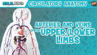 Circulatory System  Arteries amp Veins of the Upper amp Lower Limbs  Wire Man Model [upl. by Witherspoon911]