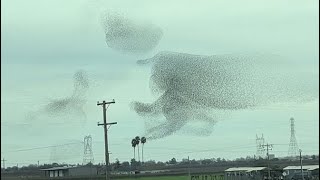 Incredible Starling Murmuration So Satisfying to Watch [upl. by Giah342]